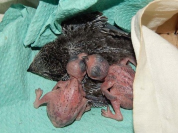 Слепые и голые: в Днепре спасают новорожденных птенцов