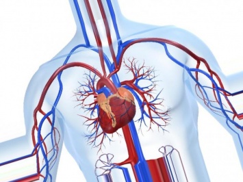 Ученые нашли способ лечения ишемии сердца