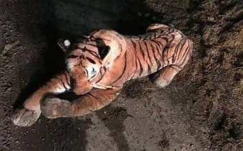 Тигрица, спасаясь от мощного наводнения, забралась в дом, и проспала в постели целый день (ФОТО)
