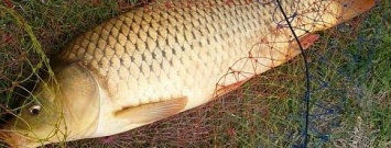 В Запорожской области рыбак убивал рыбу током