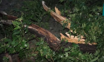 В Ужгороде пронесся ураган: повалены деревья и затоплены улицы