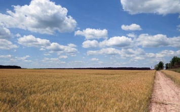 Украинцев предупреждают о коллапсе из-за рекордного урожая