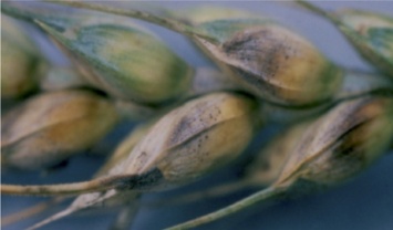 Обильные осадки в Крыму вызвали заболевания пшеницы и ячменя