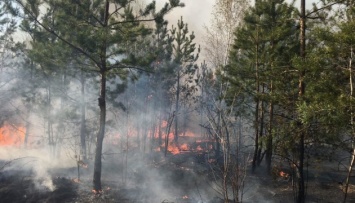 В России горит 170 тысяч гектаров леса