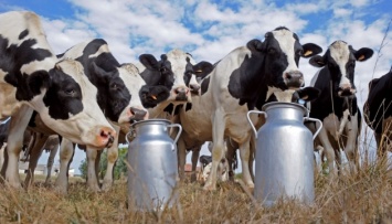 В Украине сокращается производство молока - недостаточно коров