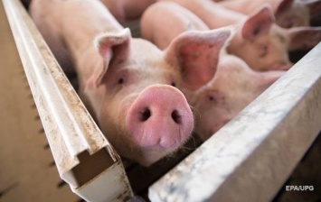 Молдова приостановила ввоз свинины из Украины