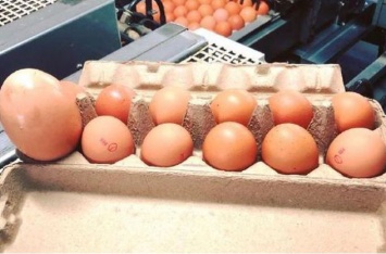 Почему запрещено мыть куриные яйца и как с ними правильно обращаться