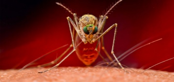 В Днепре опасные комары и клещи несут угрозу каждому: будьте осторожны