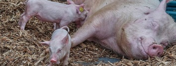В Марганце объявили карантин: выявили африканскую чуму свиней