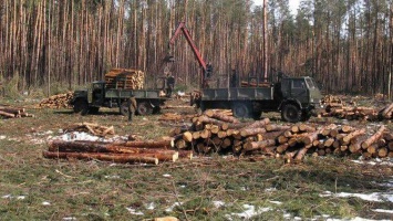 На Донетчине глава "Славянского лесхоза" обвиняется в незаконной вырубке леса