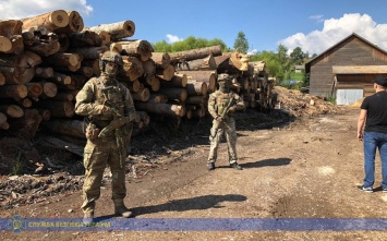 СБУ блокировала масштабное хищение древесины с Лазещинского лесничества на Закарпатье