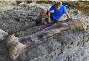 Длина - в рост человека, вес - полтонны. Ученые заявили, что нашли кость самого большого зверя в истории. Фото
