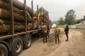 В Харьковской области разоблачили масштабное хищение леса (фото, видео)