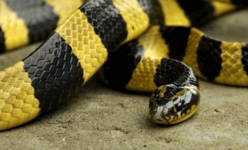 В Днепре появилась очень ядовитая змея, которая может убить каждого, - соцсети
