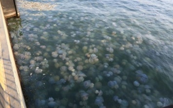 Запорожские курорты атакуют медузы (ФОТО)
