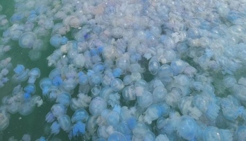 Азовское море атакуют огромные медузы: как уберечь себя и близких