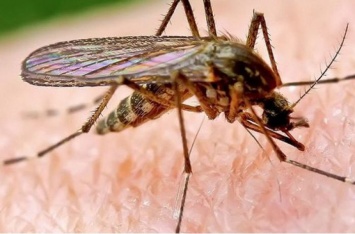 Редкий вирус, переносимый комарами, может изменить вашу личность