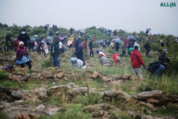 В Эфиопии за 12 часов высадили 350 млн деревьев