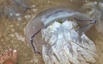 На берег Азовского моря выброшены сотни мертвых медуз
