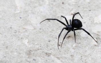 Под Днепром подростка укусил ядовитый паук