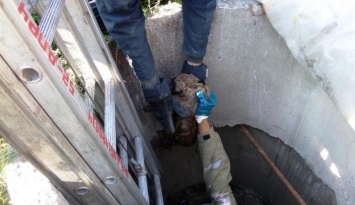 ЧП на Днепропетровщине: щенки упали в глубокий колодец