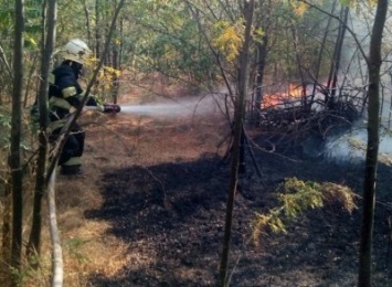 На Херсонщине за прошлые сутки выгорело 7 гектар травы и камыша