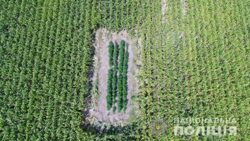 В Черновицкой области нашли в кукурузном поле 10 участков с коноплей