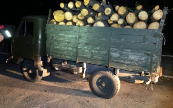 В Левых Солонцах полиция поймала браконьеров, которые вырубывали лес