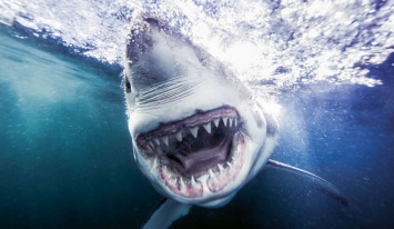 Ученые обнаружили самую большую акулу-монстра: сенсационное видео
