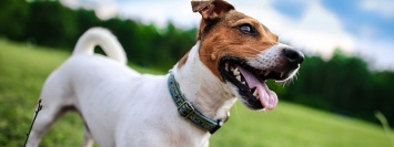 Помогите найти: в Никополе пропала собака породы джек-рассел-терьер