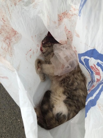 В Николаеве мужчина на глазах у детей расстрелял кота - в ситуацию вмешался Илья Кива