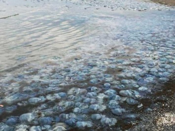 Азовское море превратилось в кладбище мертвых медуз: купаться невозможно (Видео)