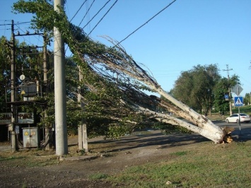 В Мариуполе шторм ломал деревья, - ФОТО