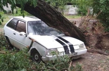 В Мелитополе деревья падали на автомобили - фото