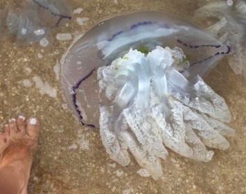Медузы в Азовском море приносят немало неприятностей отдыхающим. Экологи объяснили, в чем причина экспансии морских жителей