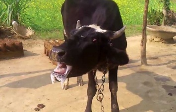 Две коровы из одного стада в Новогригориевке погибли от бешенства