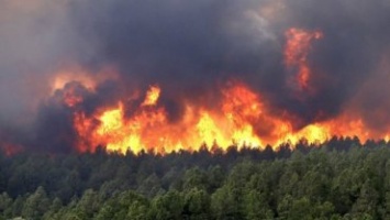 Поджогами в Иркутской области прикрывали незаконные вырубки