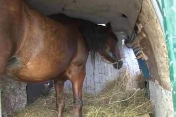 Тело мертвой 14 летней девочки оказалось привязанным к лошади
