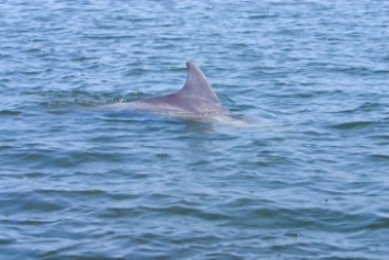 В Кирилловке зафиксировали в этом году рекордное количество дельфинов (видео)