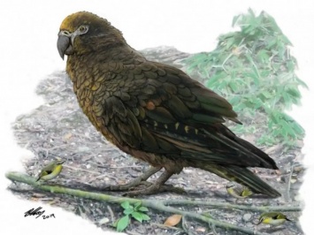 Ученые в Новой Зеландии обнаружили гигантского попугая-каннибала