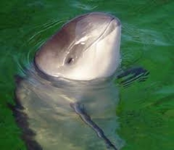 В Бердянском заливе все чаще встречаются дельфины (Видео)