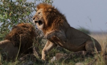 Львы из васильевского зоопарка удивили посетителей громким мурчанием (ВИДЕО)