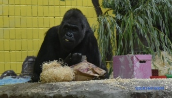 В Киевском зоопарке отпраздновали 45-летие гориллы Тони