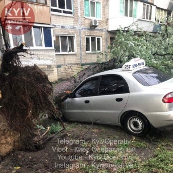 Ураганный ветер в Киеве повалил деревья на припаркованные автомобили, - ФОТО