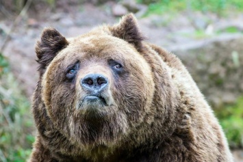 Обычный поход за грибами для пожилой женщины обернулся жутким приключением с болотом и медведем