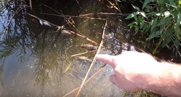 Согласно автору видеоролику, вся живность, обитающая в реке Кальмиус, массово дохнет