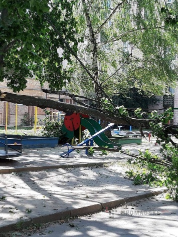 В Полтаве часть клена рухнула на горку на детской площадке (фото)