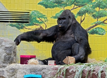 В Киевском зоопарке отпраздновали 45-летие единственной гориллы в Украине