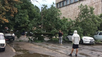 Буря в Одессе повалила 15 деревьев