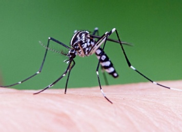 Новый вид городских комаров разносит опасную болезнь